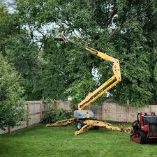 How Our Tree Care Process Works  in  West Bishop, CA