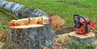 Best Leaf Removal  in West Bishop, CA