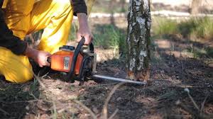  West Bishop, CA Tree Care Pros