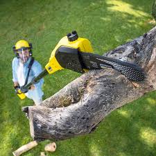 Reliable West Bishop, CA Tree Care Solutions