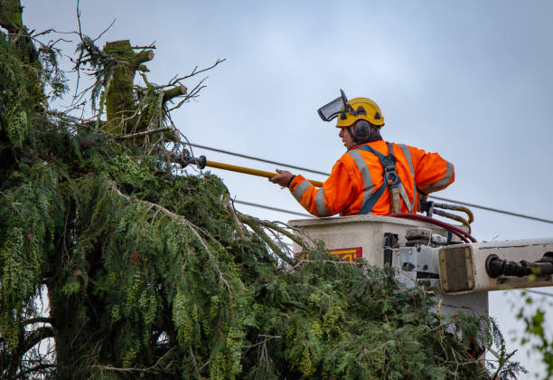Best Root Management and Removal  in West Bishop, CA