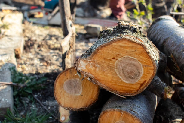 Best Stump Grinding and Removal  in West Bishop, CA