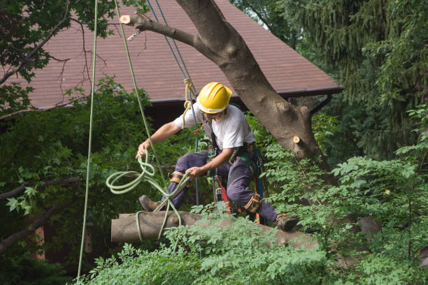 Best Weed Control  in West Bishop, CA