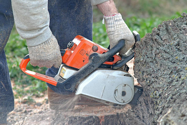 Best Emergency Tree Removal  in West Bishop, CA