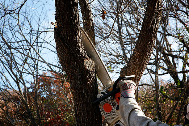 Best Tree Preservation Services  in West Bishop, CA