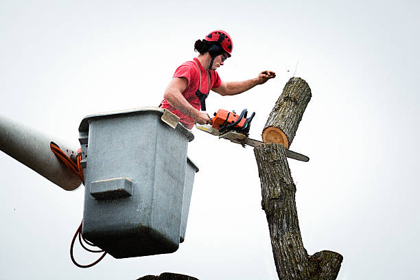 Best Arborist Consultation Services  in West Bishop, CA