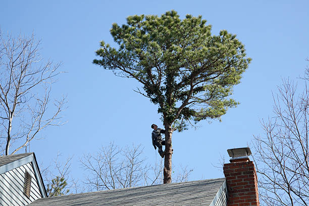 Best Tree Risk Assessment  in West Bishop, CA