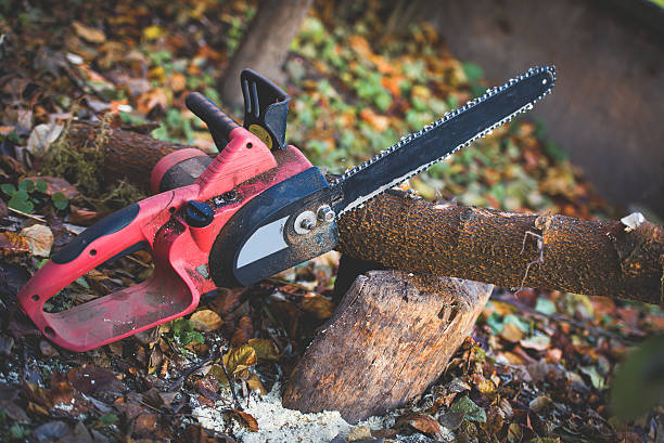 Best Lawn Disease Treatment  in West Bishop, CA