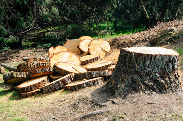 Best Firewood Processing and Delivery  in West Bishop, CA